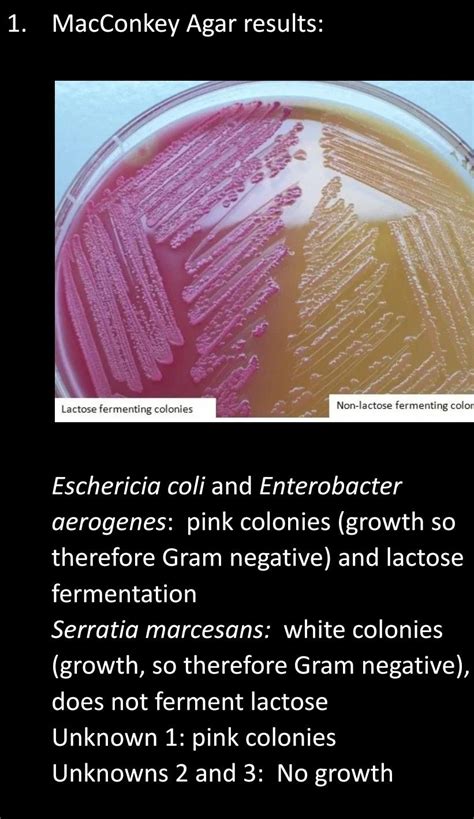 Solved 1 Macconkey Agar Results Lactose Fermenting