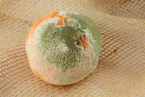 Moldy Orange Food Waste Stock Image Image Of Fungus 73934935