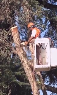 Do it yourself and save money, time and frustration. Tree Trimming Clearwater FL | Complete Tree Service for Tampa Bay