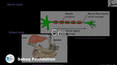 Cell Biology Lecture Sabaqpk Youtube