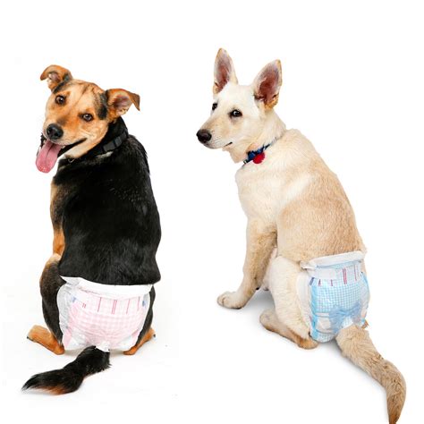 Dog With Diaper