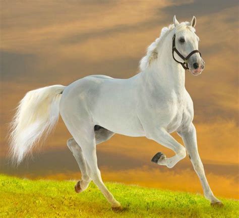 Horses Animals White Horse Run Domestic Animal Hd Wallpaper Horses