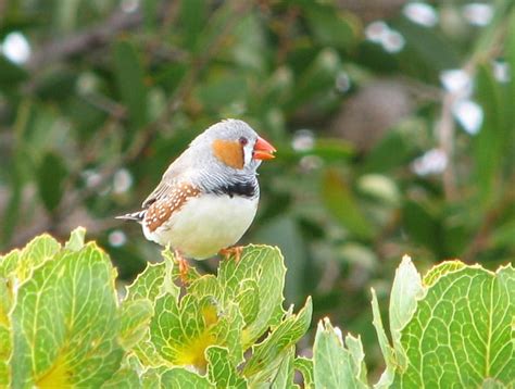 Zebra Finch Garden Zebra Finch Plant Hd Wallpaper Peakpx