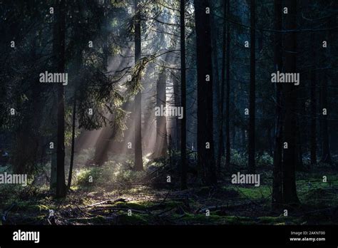 Morning Sunlight Shines Through Deep Pine Tree Forests In Luneberg