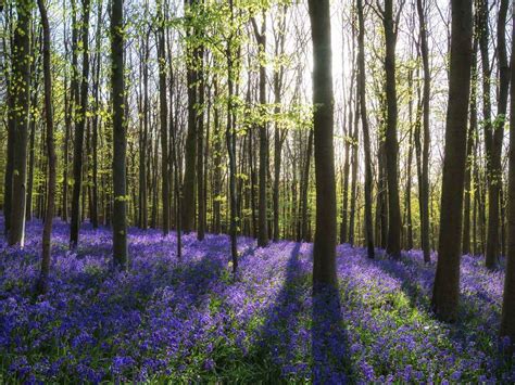 Britains Best Bluebell Woods Saga