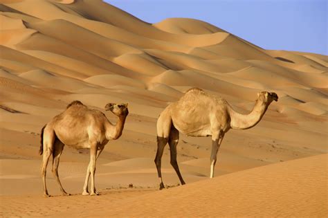 Arabian Desert Animals
