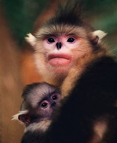 Nature Mystery Monkeys Of Shangri La Kpbs