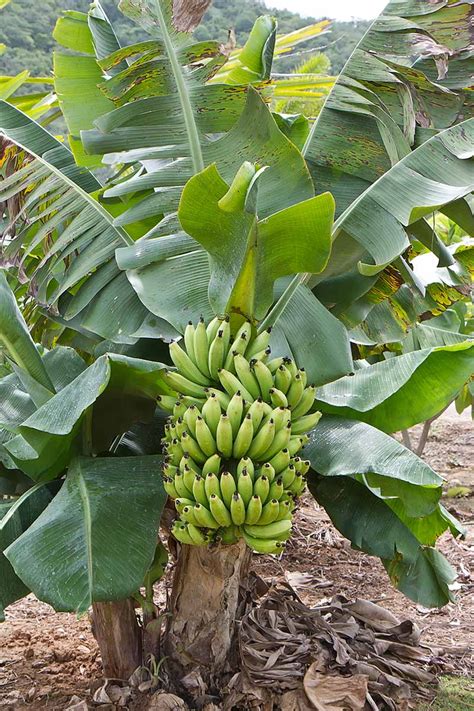 How To Overwinter Banana Plants Gardeners Path