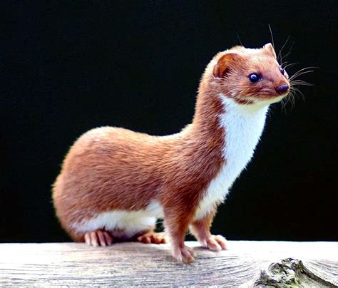 Weasel Facts You Should Know Before Getting A Weasel Pet