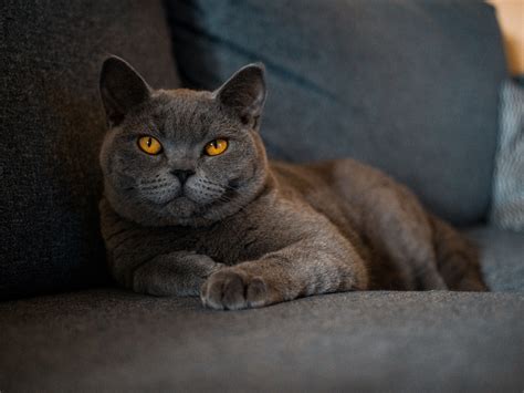 10 Fun Facts About British Shorthairs
