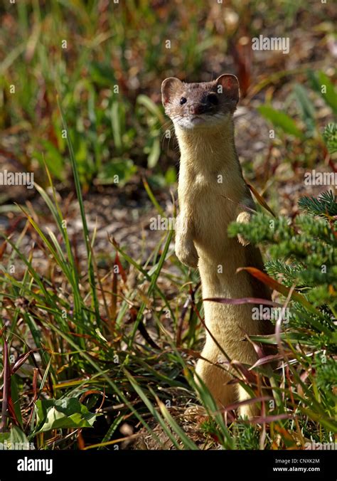 Long Tailed Weasel Mustela Frenata Standing Erect In A Meadow Usa