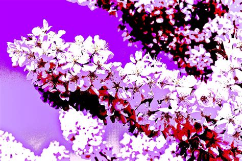 Cherry Blossom Art Digital Art By David Pyatt Fine Art America
