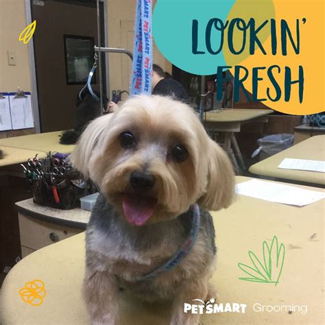 And you can do it whenever it's convenient for you, instead of needing to schedule an appointment. Here's my Pet Photo | Animal photo, Petsmart grooming, Petsmart