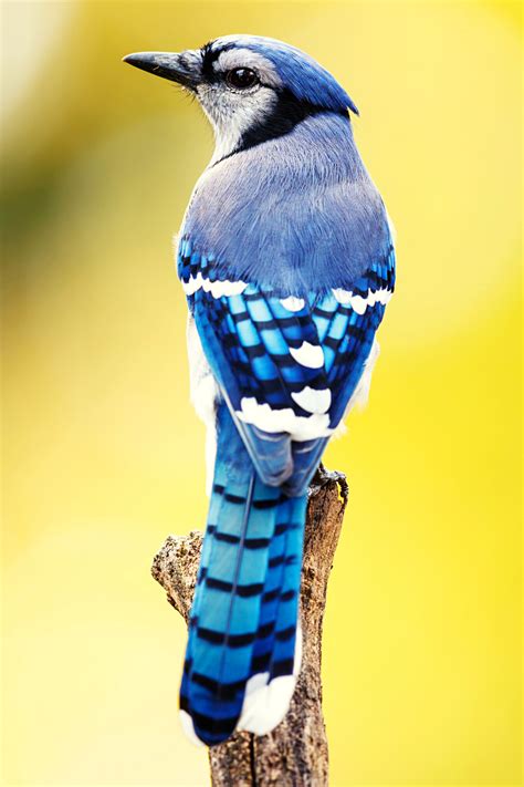 17 Incredible Blue Birds Of North America Artofit