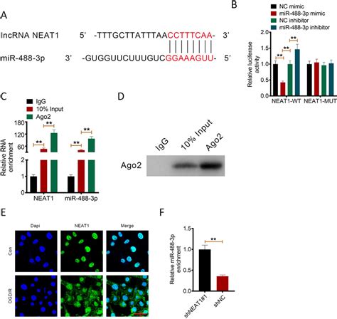 neat1 negatively regulated the mir 488 3p expression a the binding download scientific diagram