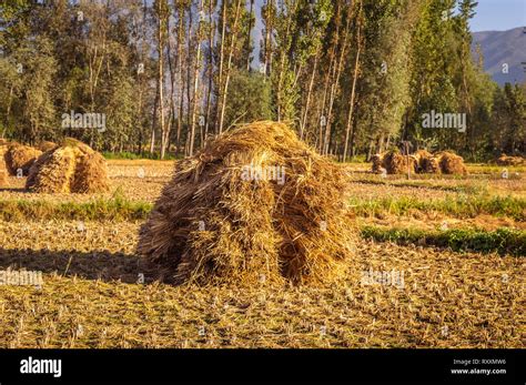 Heaps Of Rice Straw Hay In Paddy Field The Rice Field At Roadside In