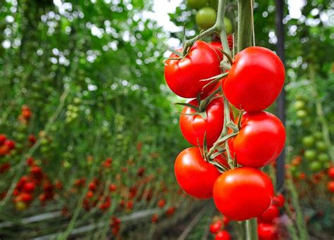 How To Grow Tomatoes Indoors Purewow