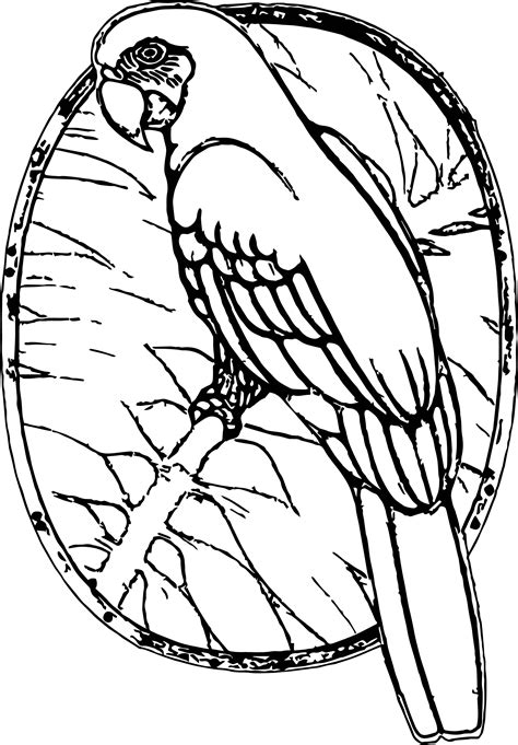 Parrot Coloring Page 051