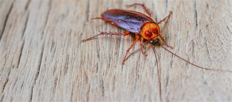 While cockroaches usually don't bite or contain any venom, their swift movements, prevalence and survival rates are why they're one of the most feared and hated pests. Do Cockroaches Prefer the Summertime? | Summer Cockroaches ...