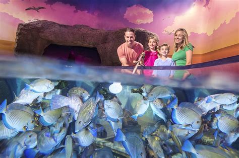 Sea Life Orlando Aquarium Will Launch Multi Sensory Fish Feeding