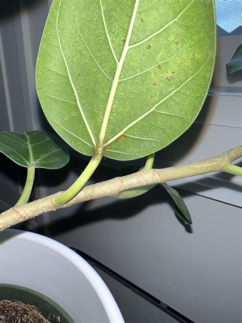 Ficus Audrey Has Blackbrown Spots On The Stem Underneath Most Of The