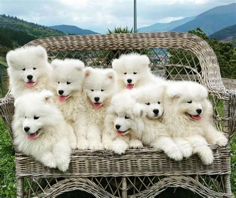 15 Adorable Photos Of Samoyed Puppies With Pure Beauty