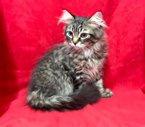 Siberian Kitten Now Sold Croshka Siberians