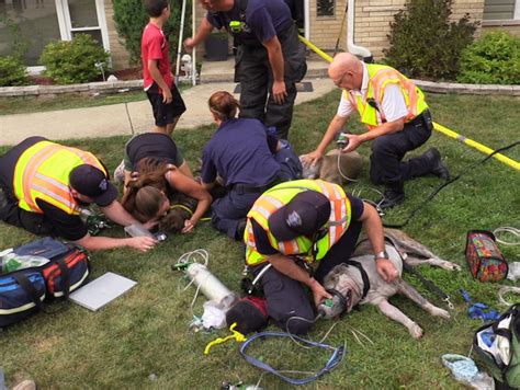 6 Dogs Rescued From Tinley Park House Fire Tinley Park Il Patch