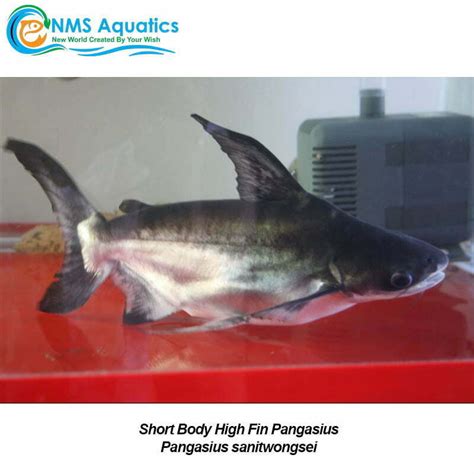Buy Short Body High Fin Pangasius In Store Or Online At Nms Aquarium Store