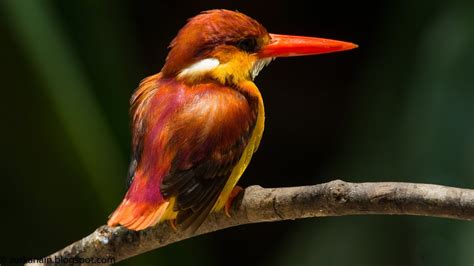 Zul Ya Birds Of Peninsular Malaysia Rufous Backed Kingfisher V18