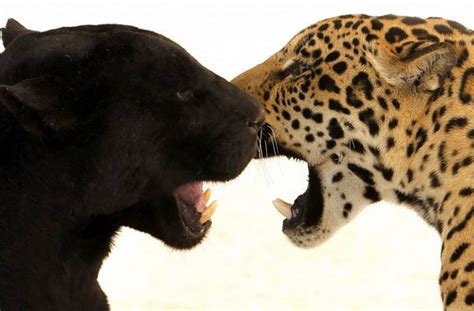 Jaguars are the largest of south america's big cats. Black and spotted Jaguars | wordlessTech