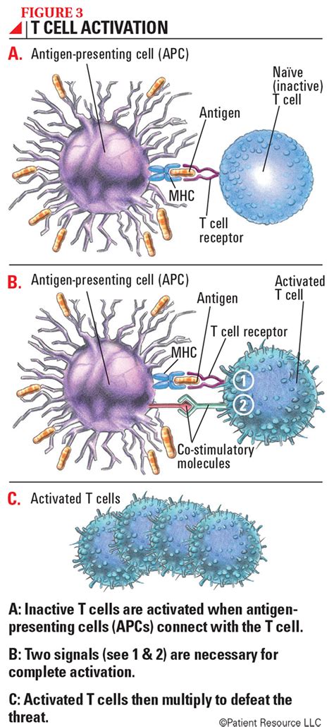 Understanding The Immune System Society For Immunotherapy Of Cancer