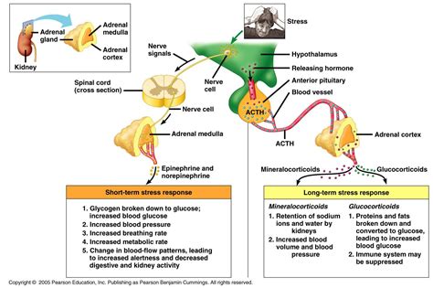 Adrenal Gland For Animation That Describes Adrenal Gland