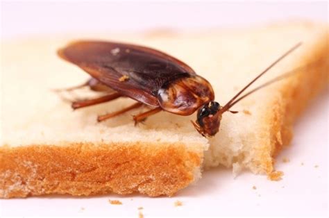 Cockroaches The Worlds Most Unwanted Guests Blogs To Keep Termites And Insects Away From