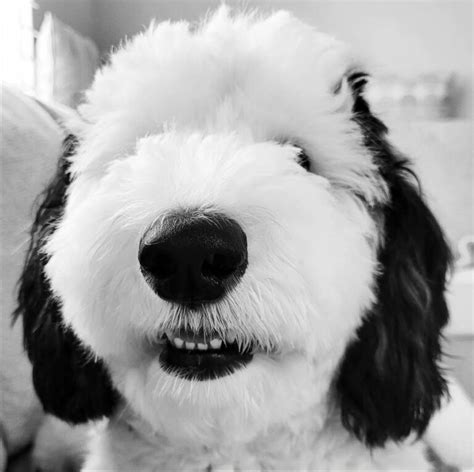 Fans Are Swooning For This Adorable Sheepadoodle Who Looks Exactly Like