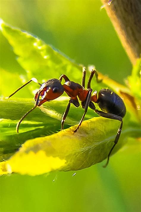 How To Repel Ants Naturally Ants In Garden Vegetable Garden Mulch