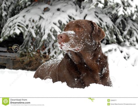 Chocolate Lab In The Snow Stock Image Image Of Retriever