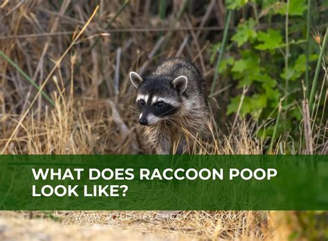 What Does Raccoon Poop Look Like Pictures Wildlife Checklist