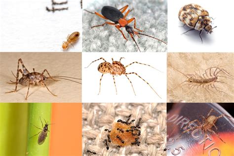That said, some of these house bugs can cause health damages to us. Census Reveals Just How Many Bugs Share the American Home ...