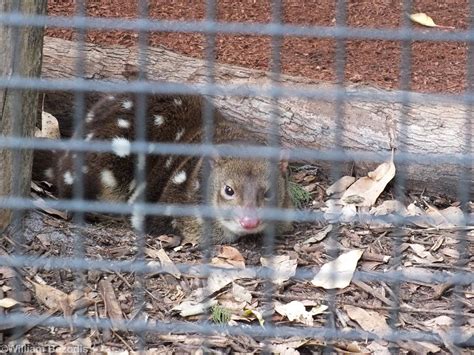 Spotted Tail Quoll Caversham Wildlife Park Zoochat