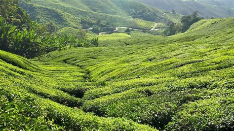 Cameron highlands is a very famous range of mountains located in one of the states of malaysia, in pahang. #3 Cameron Highlands - Hoogtepunten van Maleisië - YouTube