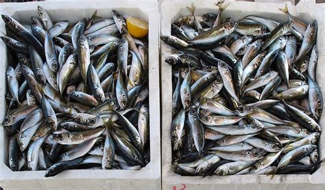 These 5 Signs Will Tell You If Fish Is Fresh The Food Untold