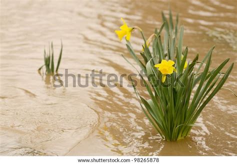Daffodil Flowers Muddy Flood Waters South Stock Photo 98265878
