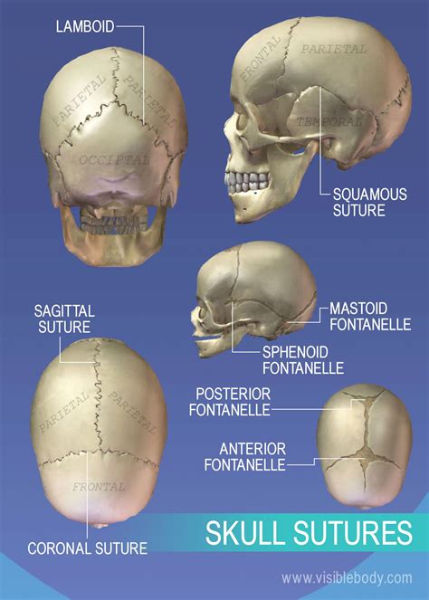 Skull Anatomy Sutures