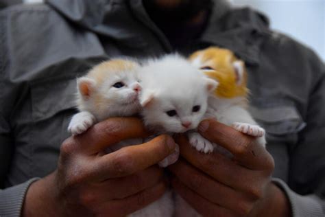 Gatos Bebes Gestación Hasta Su Nacimiento La Casa Del Gato Gazzu