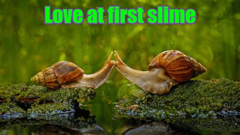 Love At First Slime Animal Capshunz Funny Animals Animal Captions