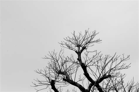 Black And White Branches Free Stock Photo Public Domain Pictures