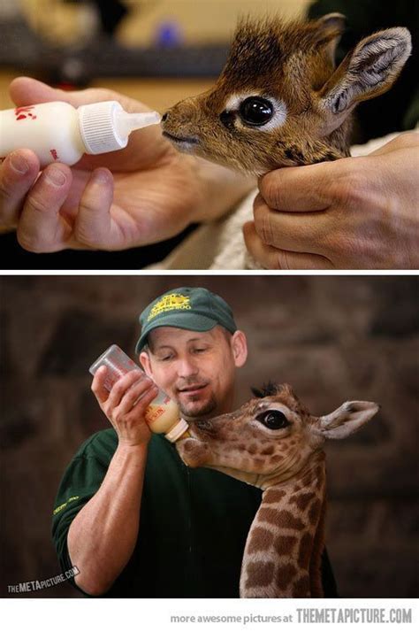Sweet Baby Giraffe Cute Animals Cute Funny Animals