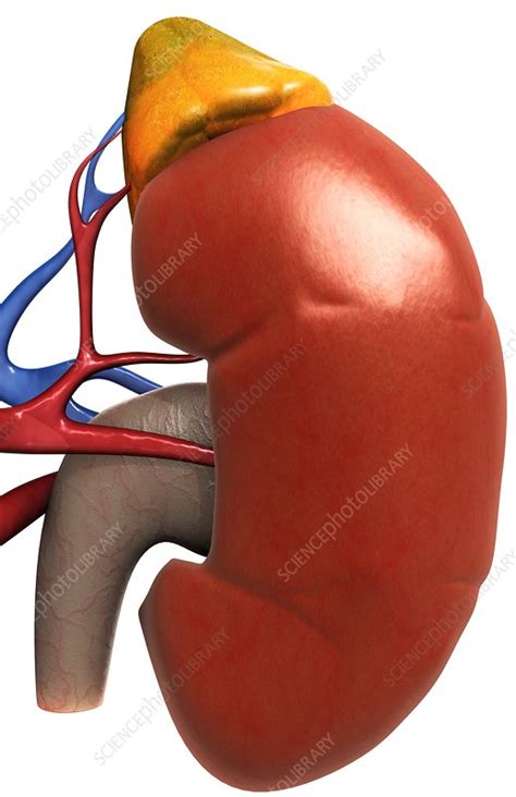Left Kidney Stock Image C0078921 Science Photo Library