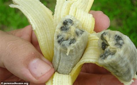 Scientists Warn Cavendish Bananas Could Go Extinct As ‘catastrophic